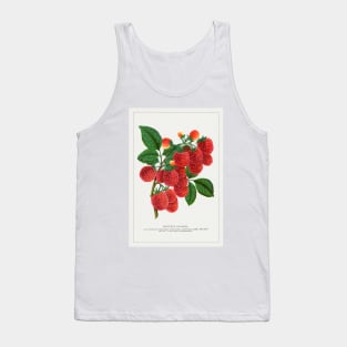 Shaffer's Colossal Raspberry Lithograph (1900) Tank Top